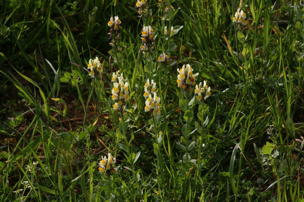 Linaria hirta flower