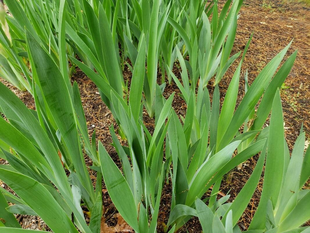 Iris x sambucina leaf