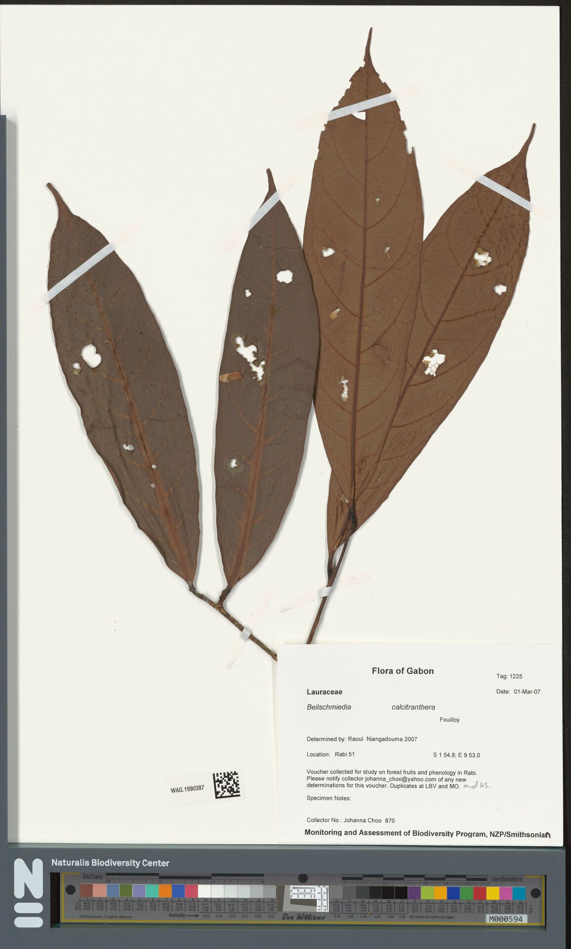 Beilschmiedia calcitranthera — houseplant care guide