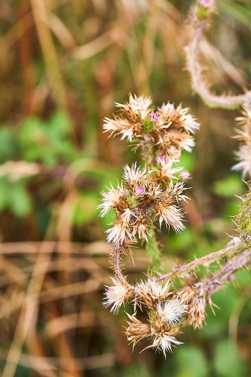 Carduus tenuiflorus fruit