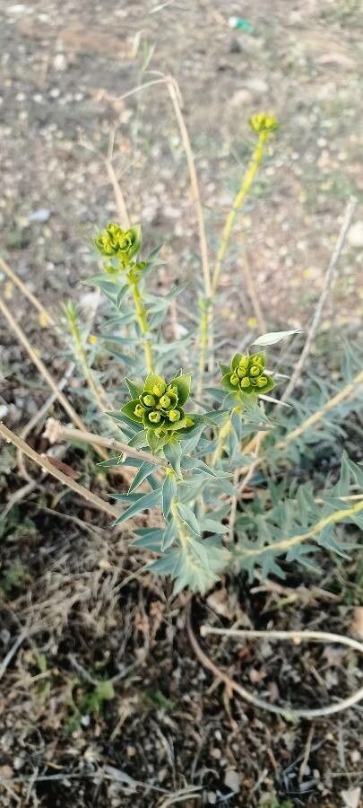 Euphorbia macroclada other
