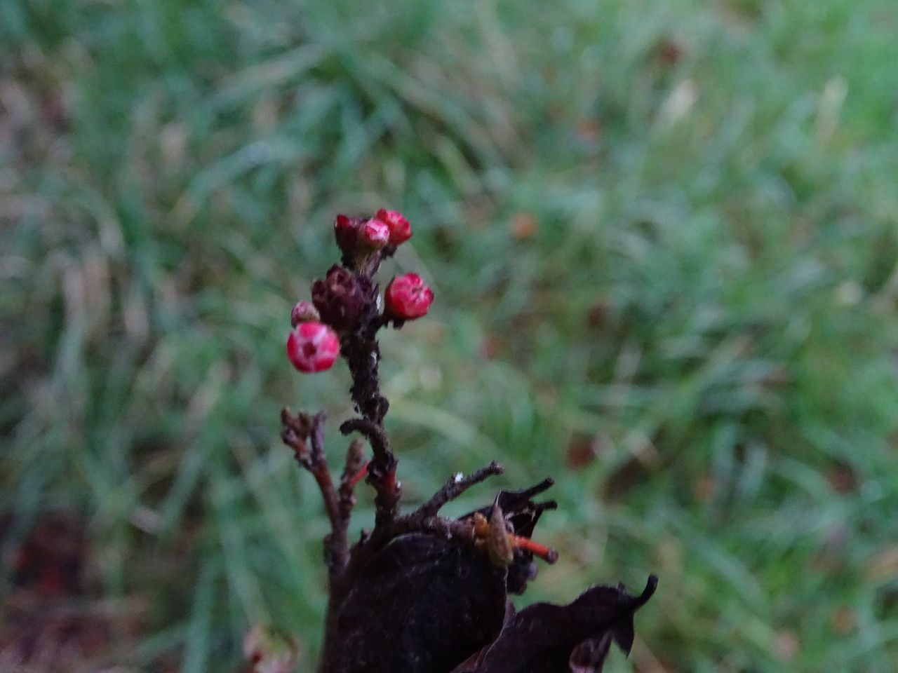 Cotoneaster ambiguus flower