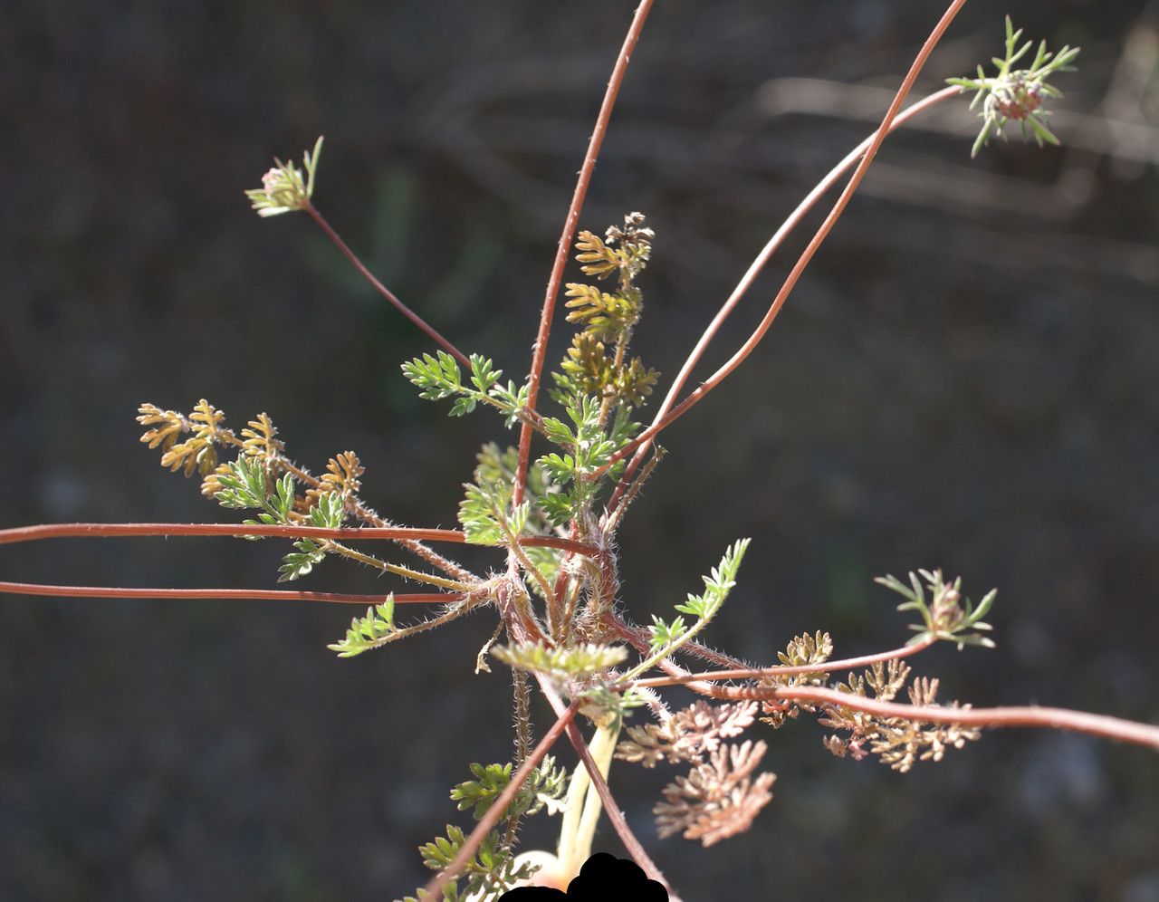 Daucus involucratus leaf