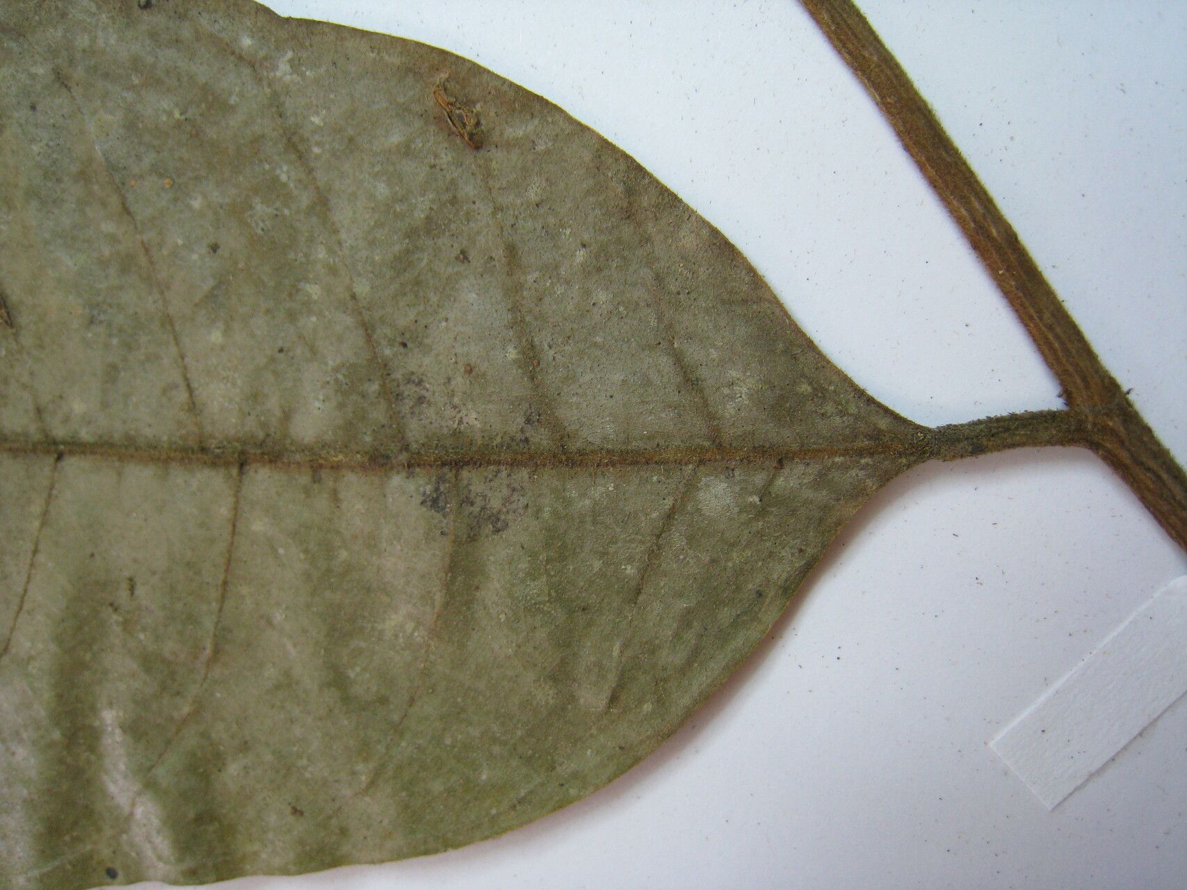 Helicostylis tomentosa other