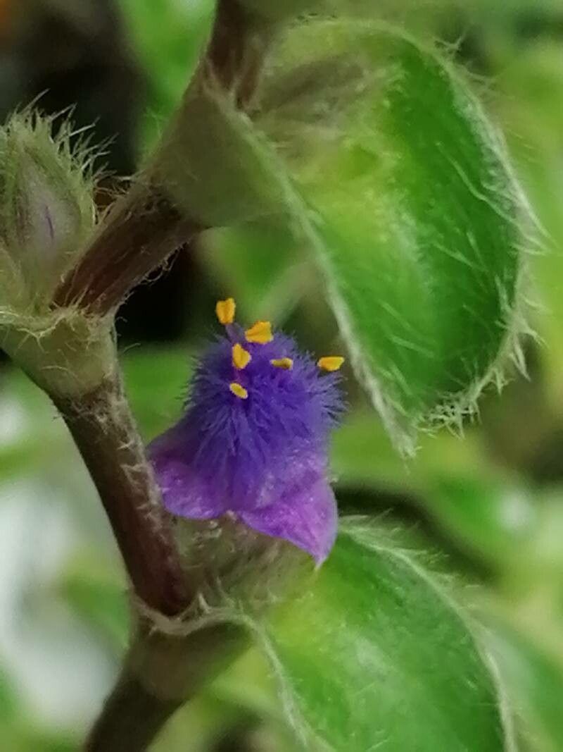 Cyanotis somaliensis flower