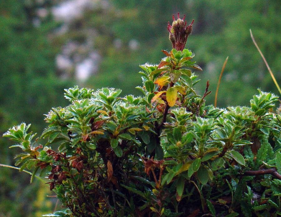 Rhododendron hirsutum fruit