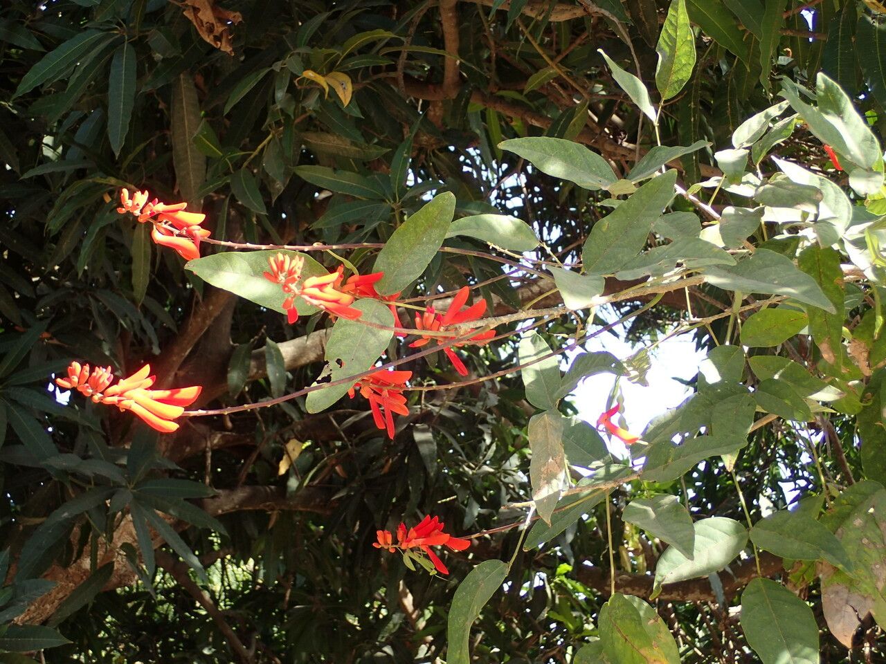 Erythrina senegalensis flower