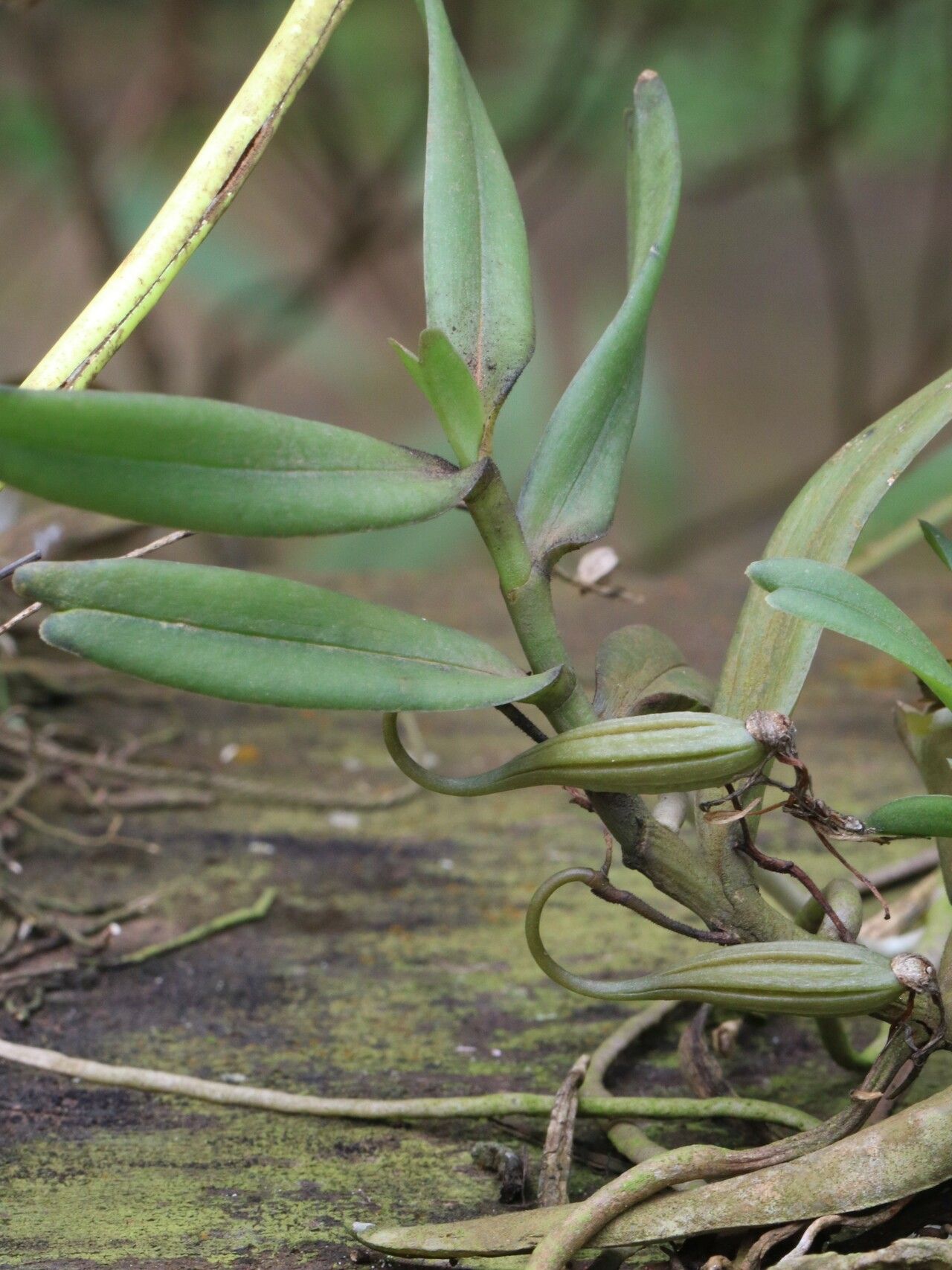 Angraecum moandense fruit