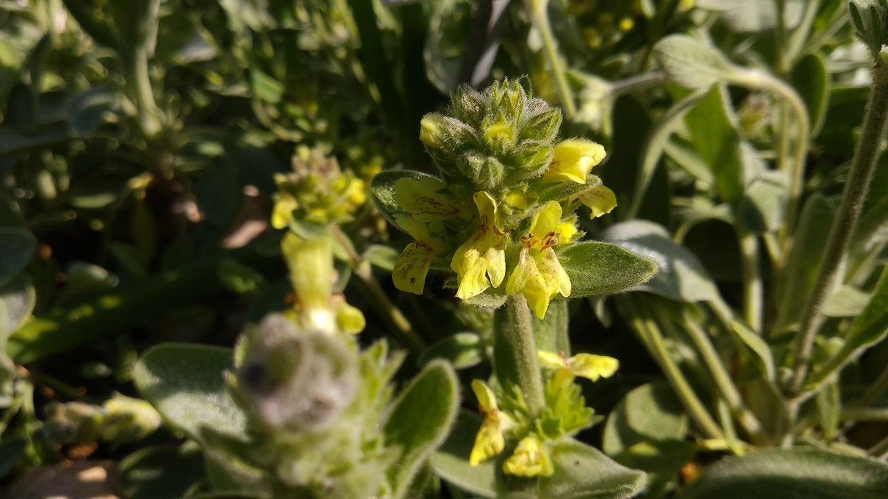 Sideritis phlomoides flower