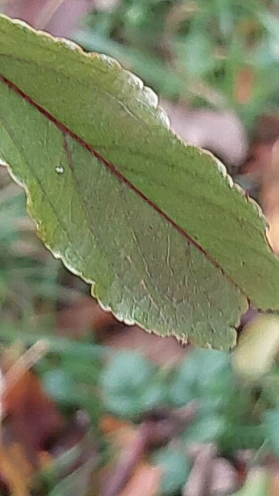 Malus transitoria leaf