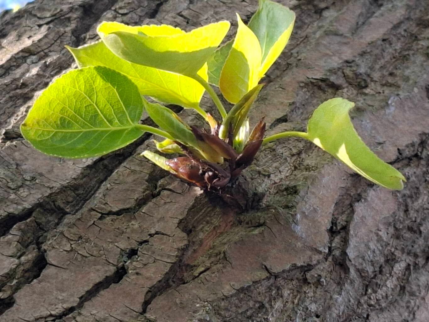 Populus × jackii — search result for 'Populus'