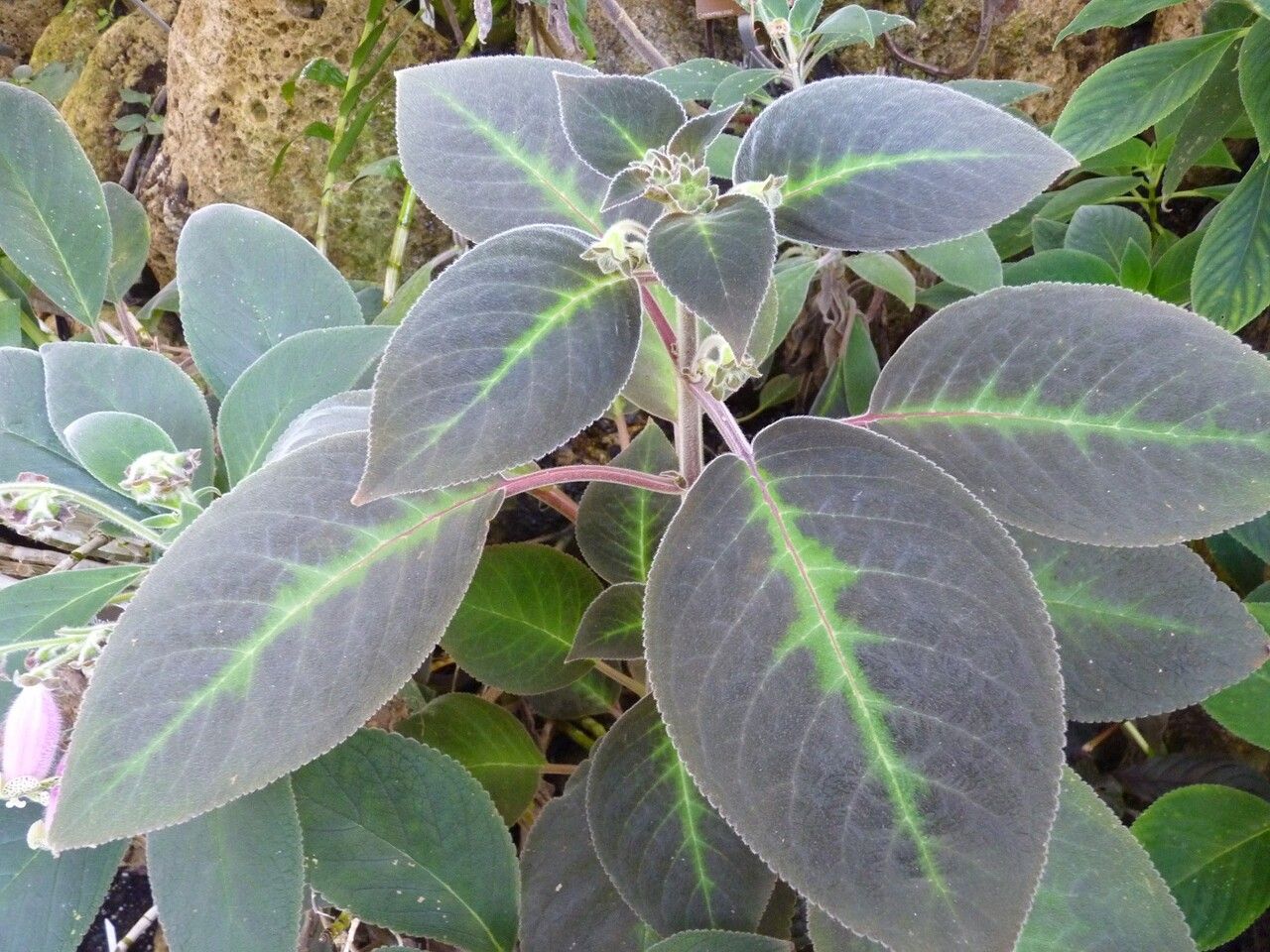 Kohleria warszewiczii — search result for 'Gesneriaceae'