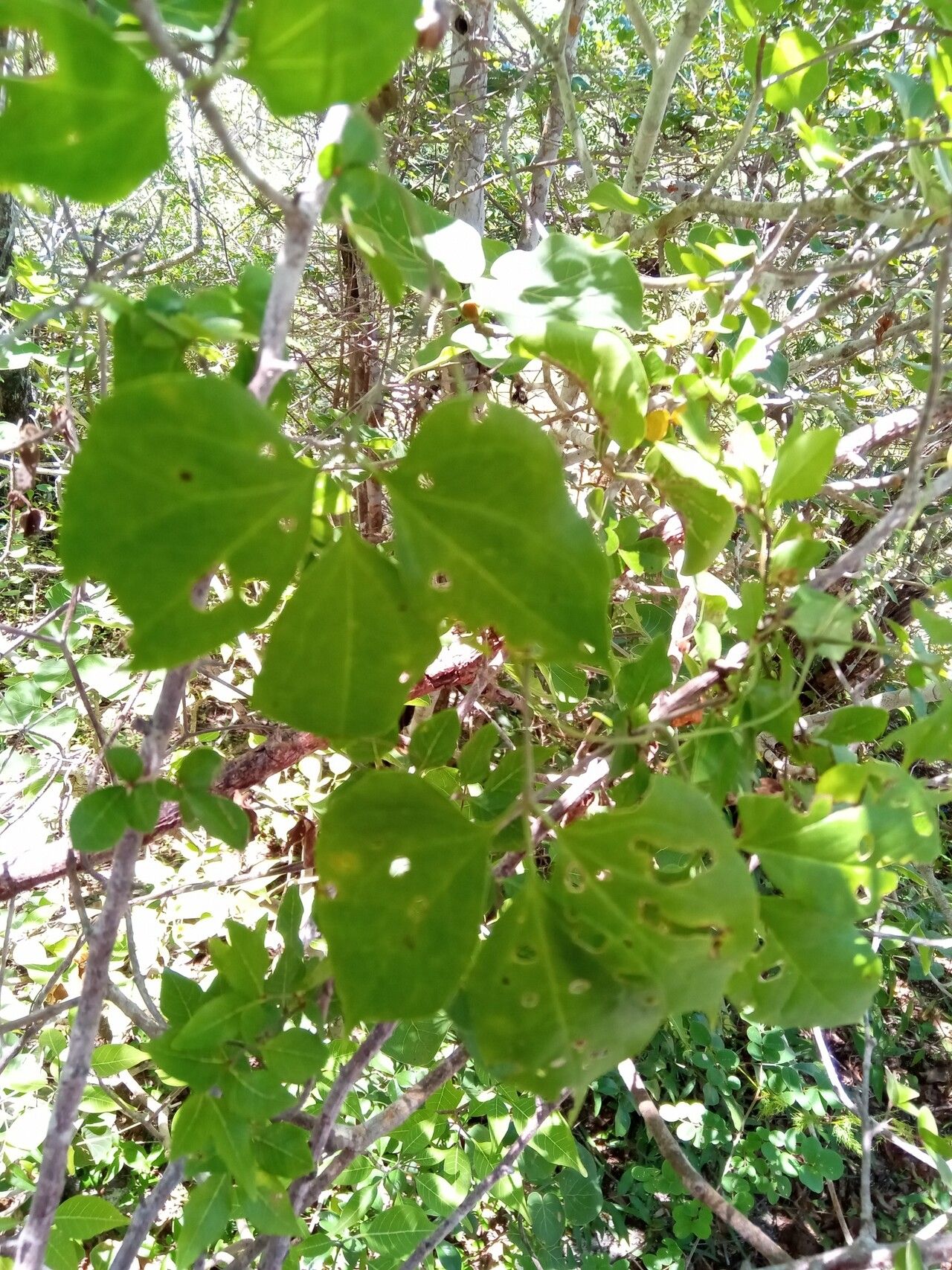 Dioscorea bosseri leaf