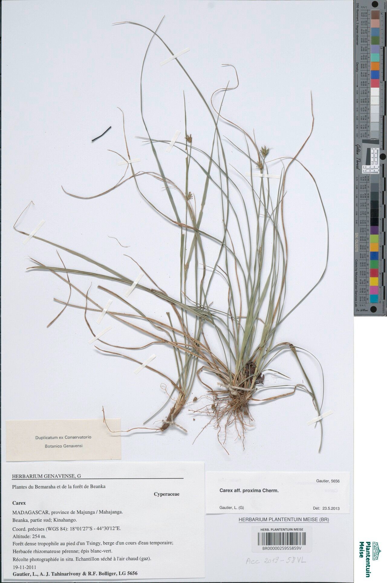 Carex proxima — houseplant care guide
