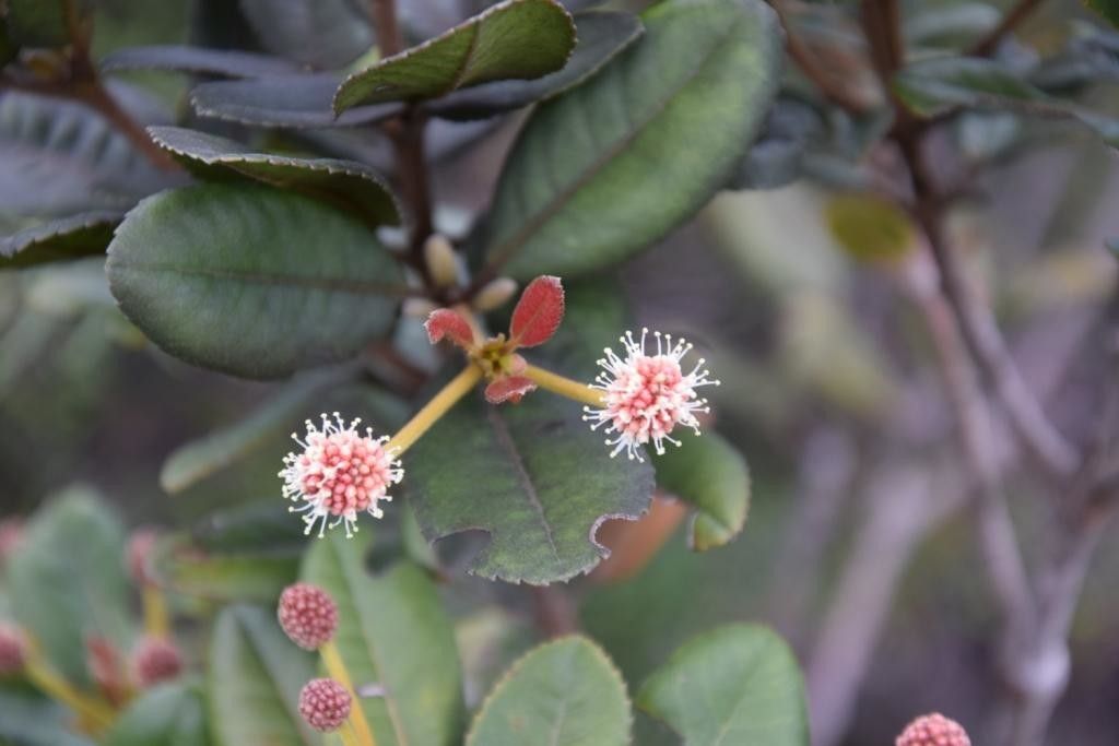 Pancheria × heterophylla flower