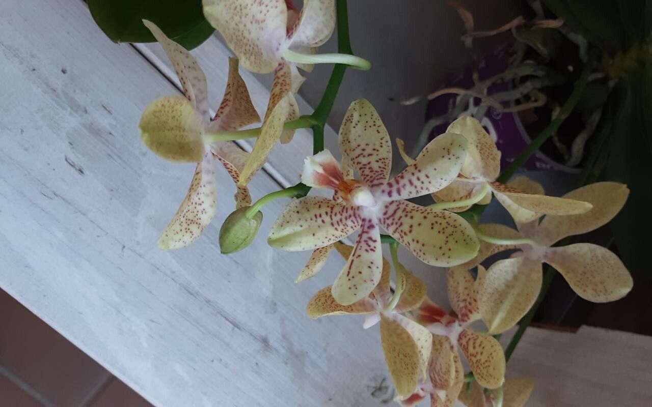 Phalaenopsis hieroglyphica — houseplant care guide