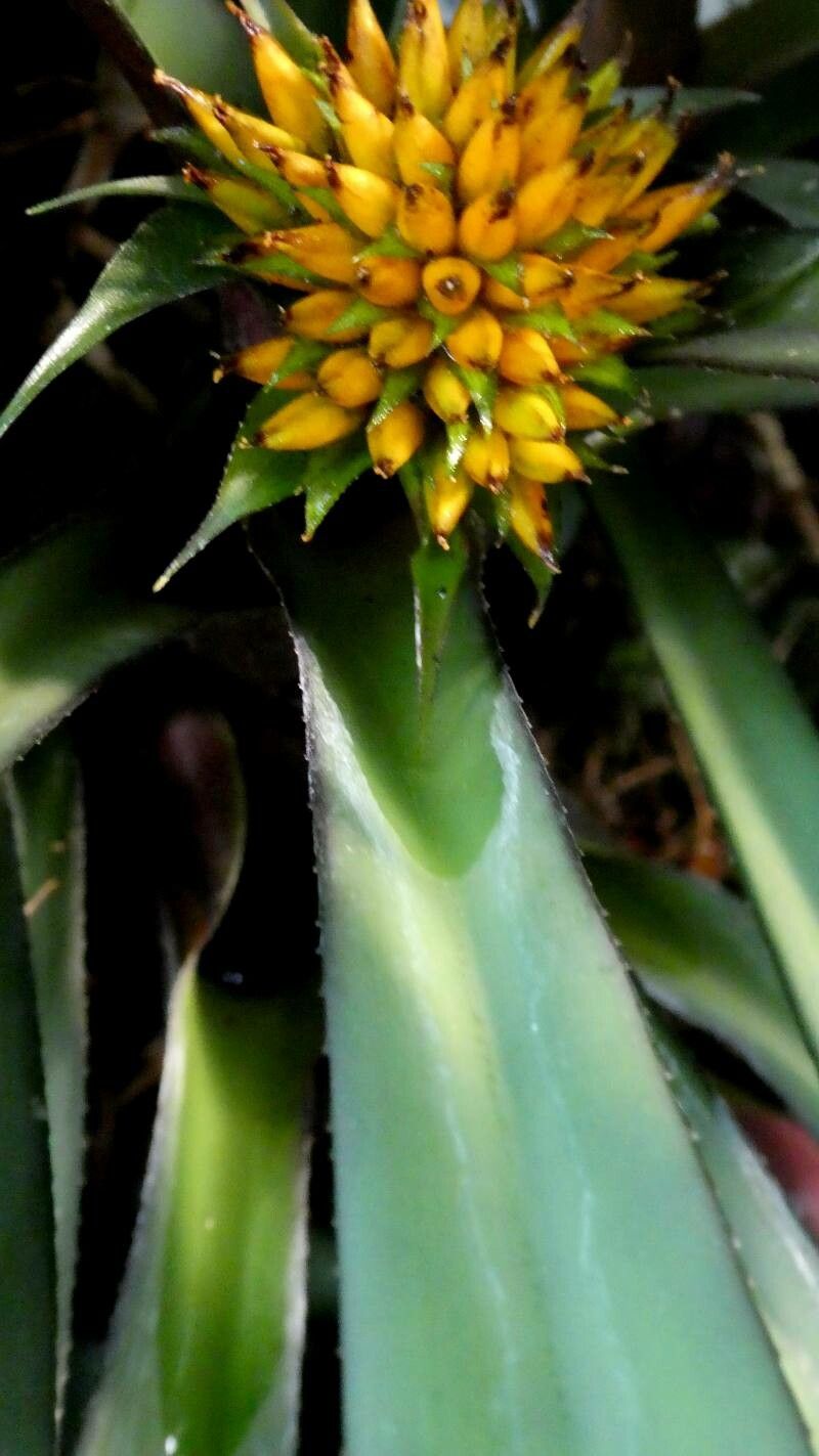 Canistropsis burchellii leaf