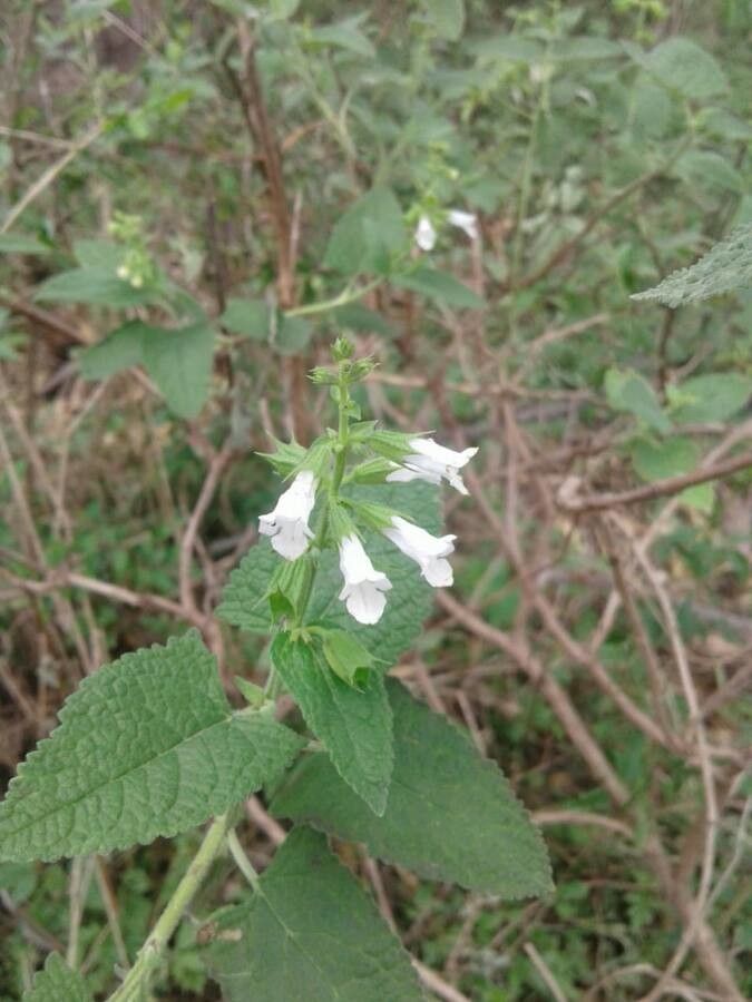 Lepechinia floribunda leaf