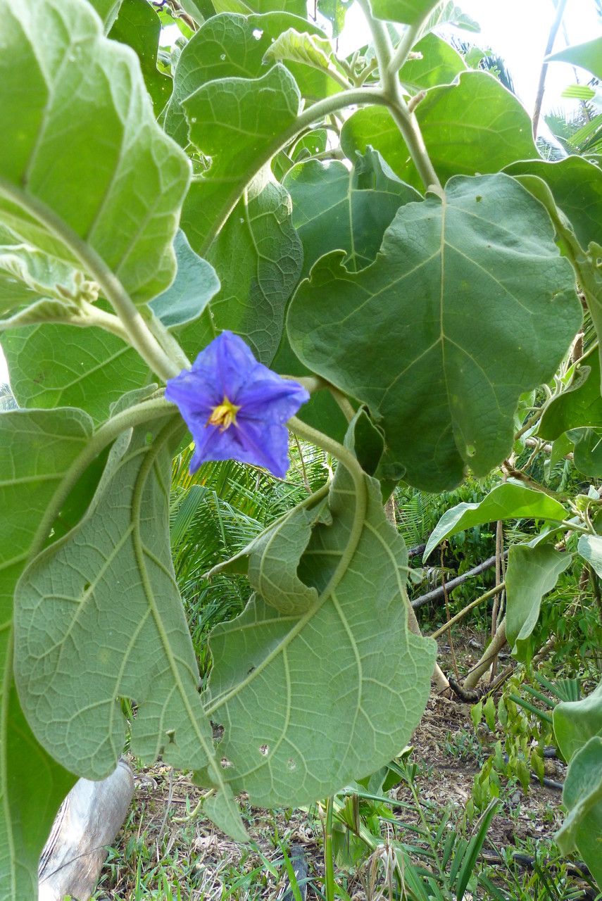 Solanum wrightii flower