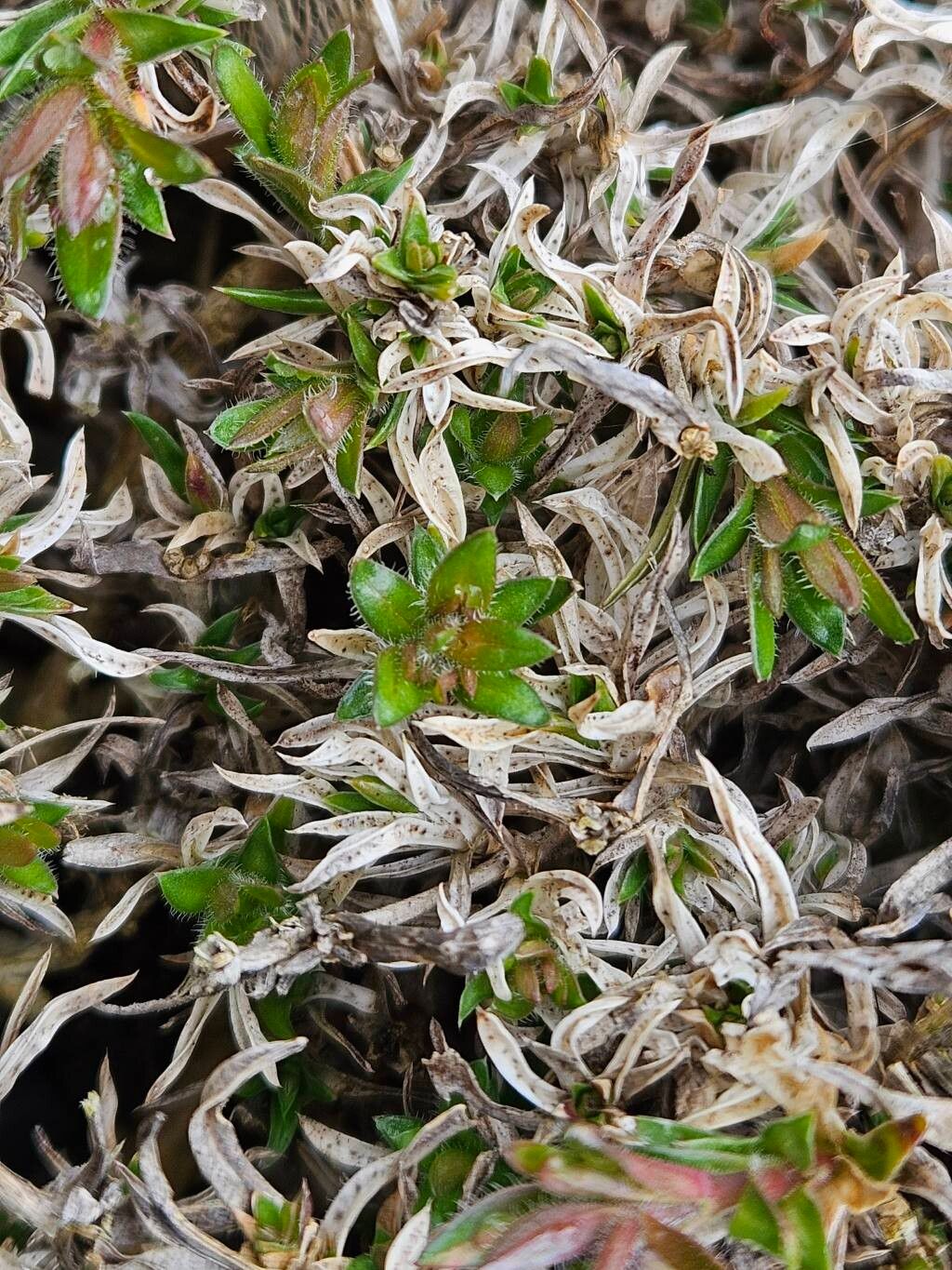 Phlox bifida — search result for 'Stellaria'