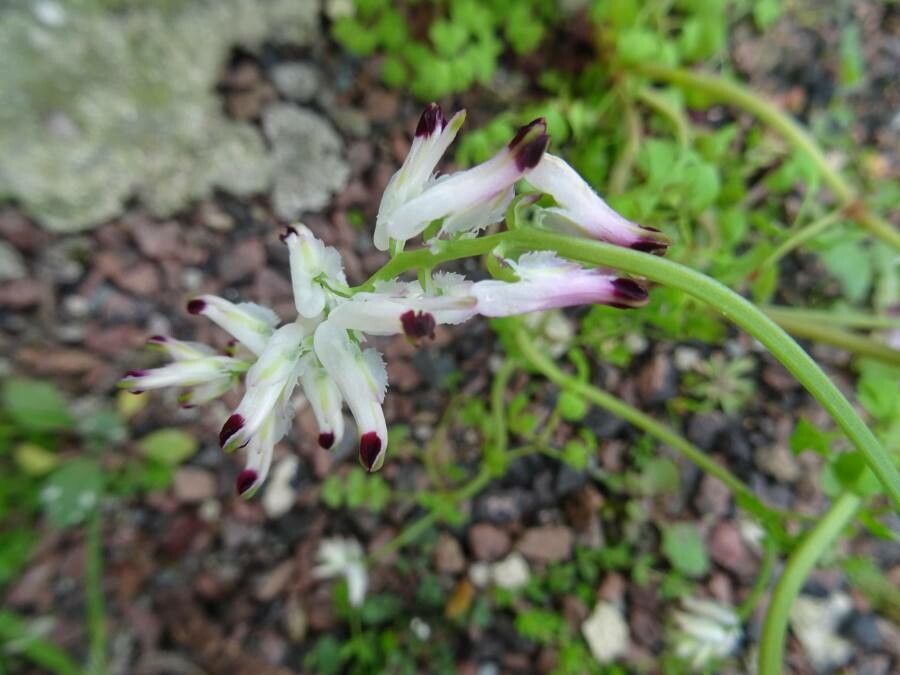 Fumaria capreolata flower