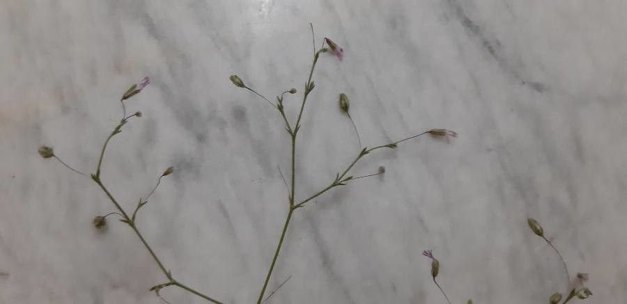 Eriogonum trichopes — search result for 'Eriogonum'