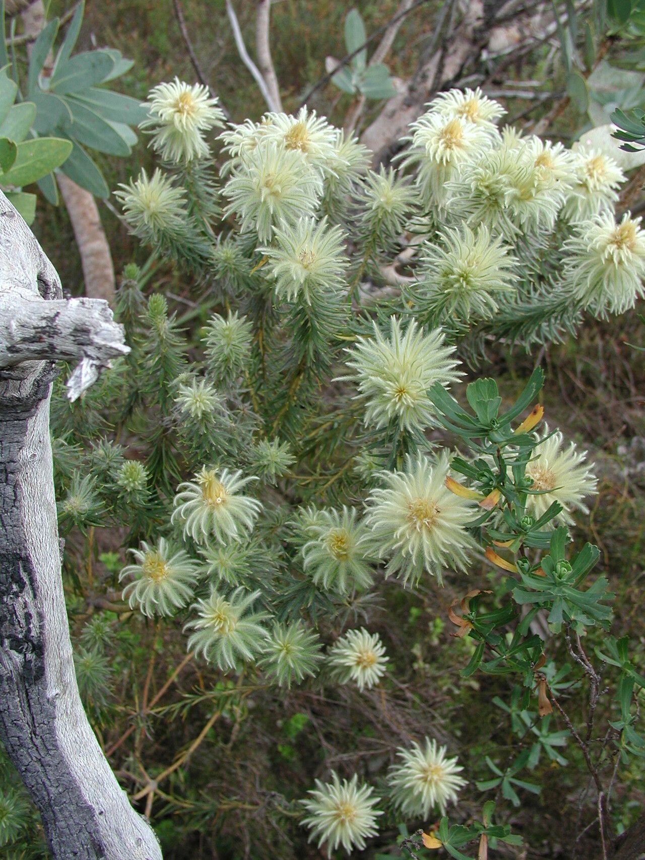 Phylica pubescens habit