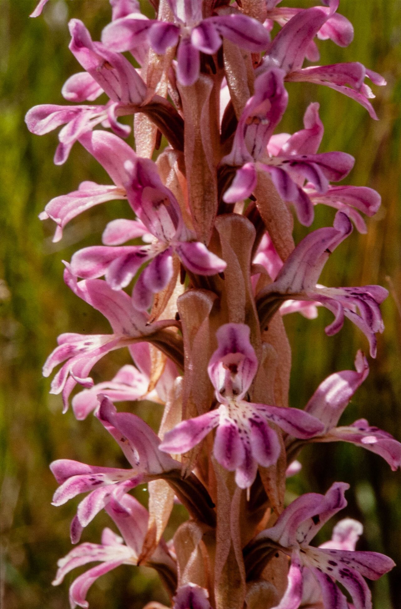 Satyrium erectum — houseplant care guide