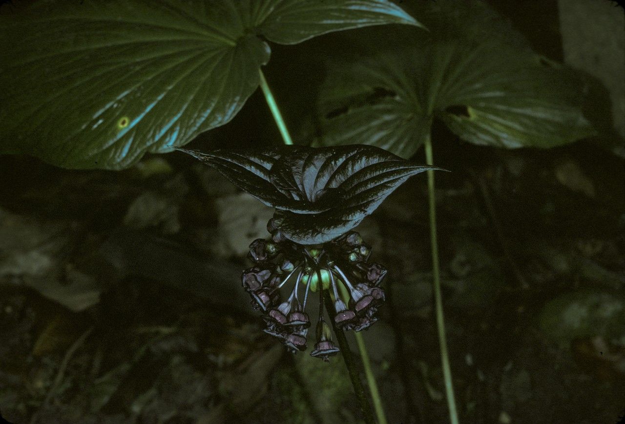 Tacca palmatifida flower