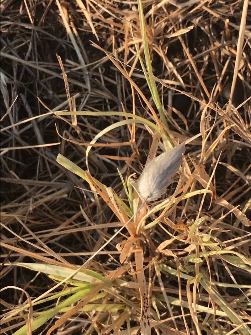 Lygeum spartum fruit