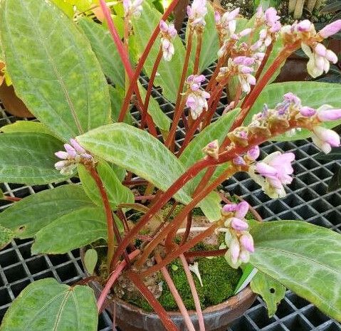 Monolena primuliflora habit