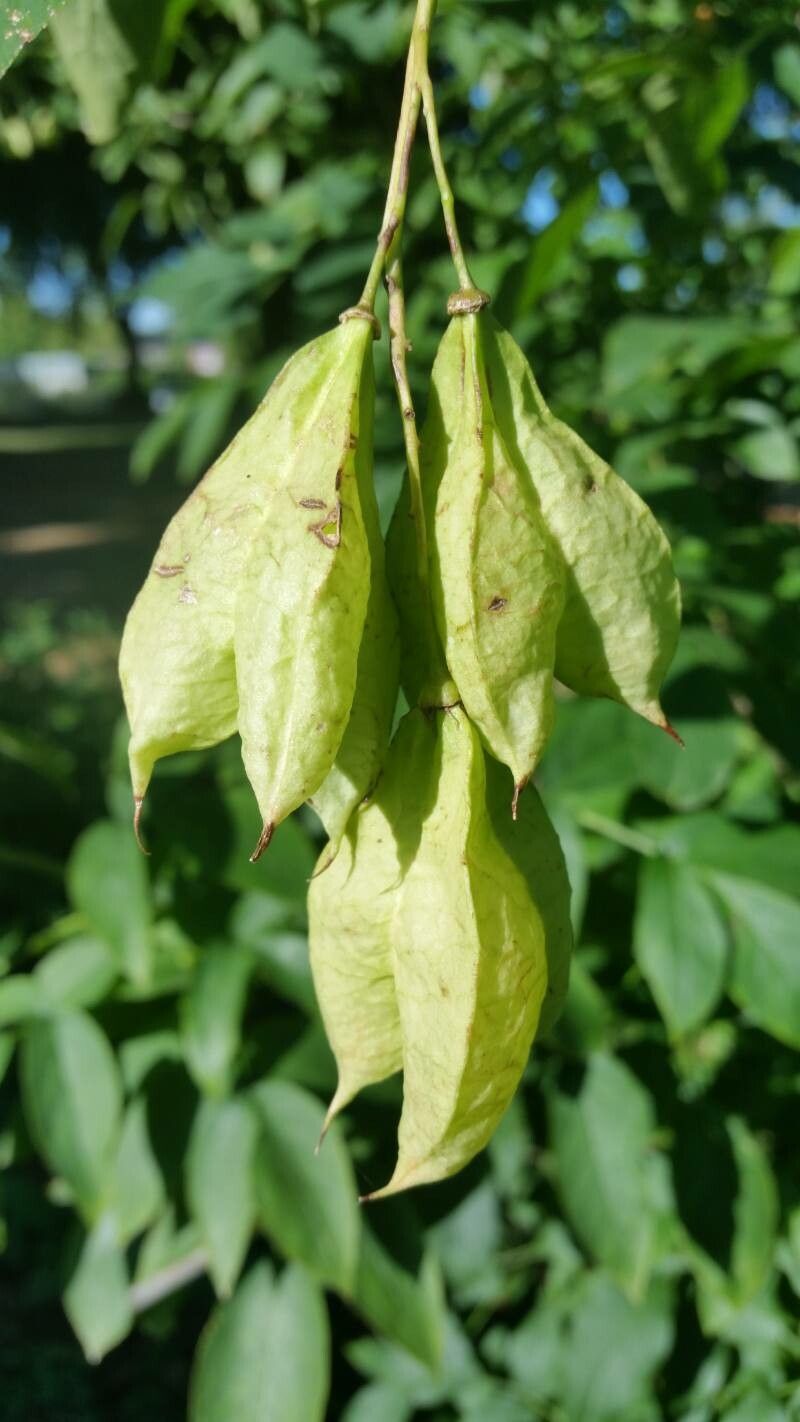 Staphylea colchica fruit