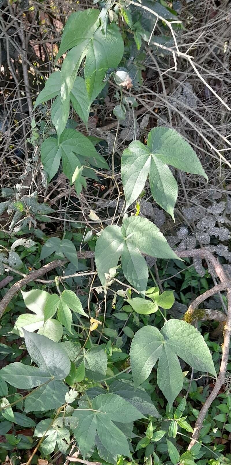 Dalechampia stipulacea habit