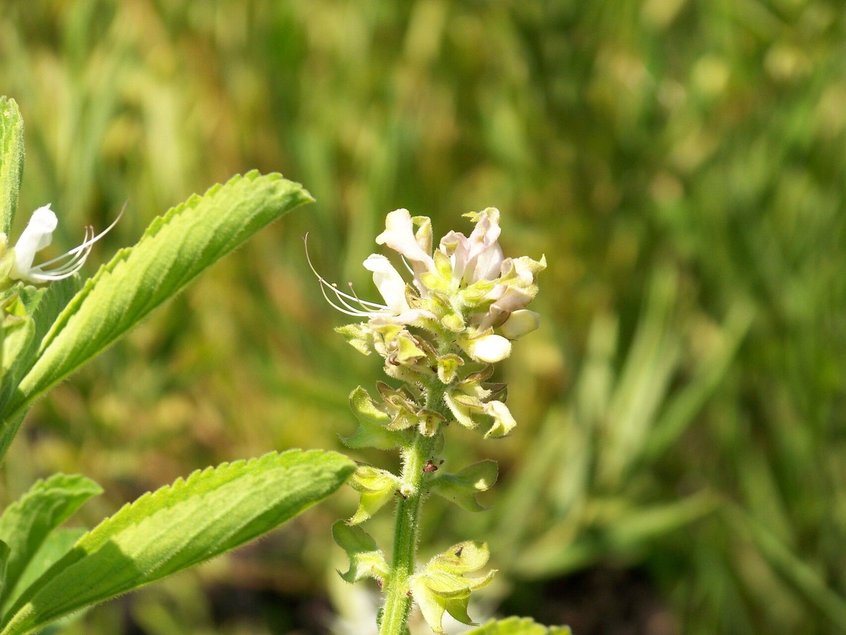 Ocimum vanderystii flower