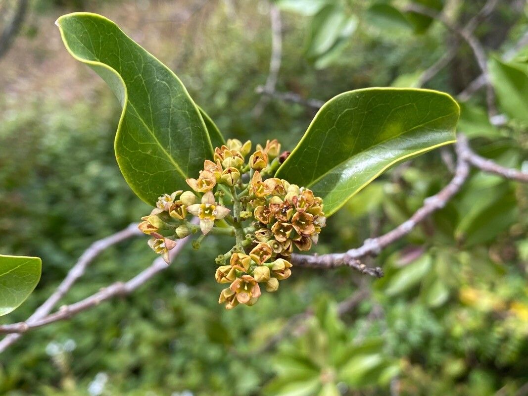 Santalum paniculatum flower