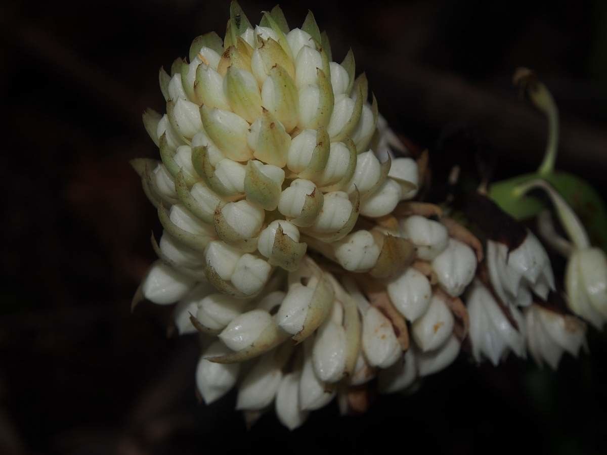 Calanthe hololeuca flower