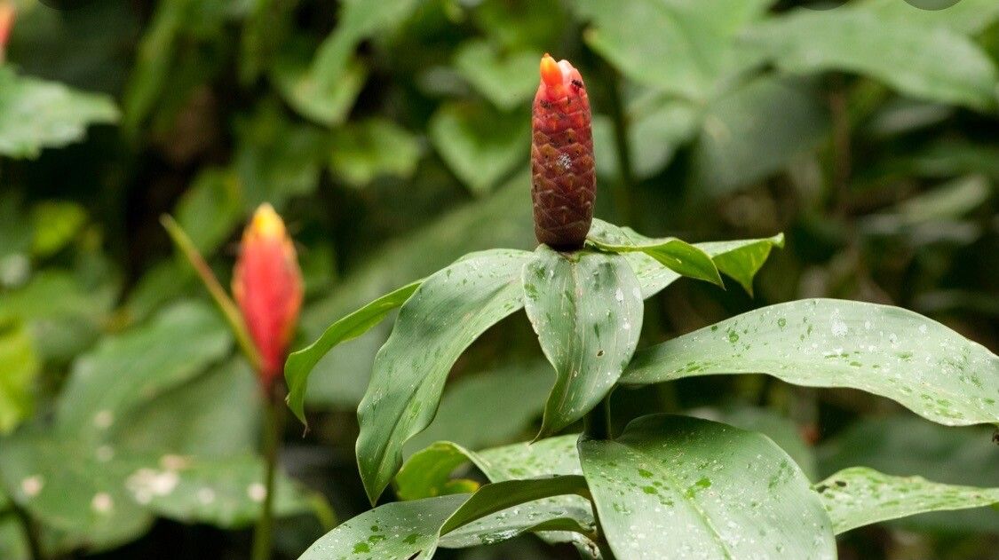 Costus scaber — search result for 'Congo'