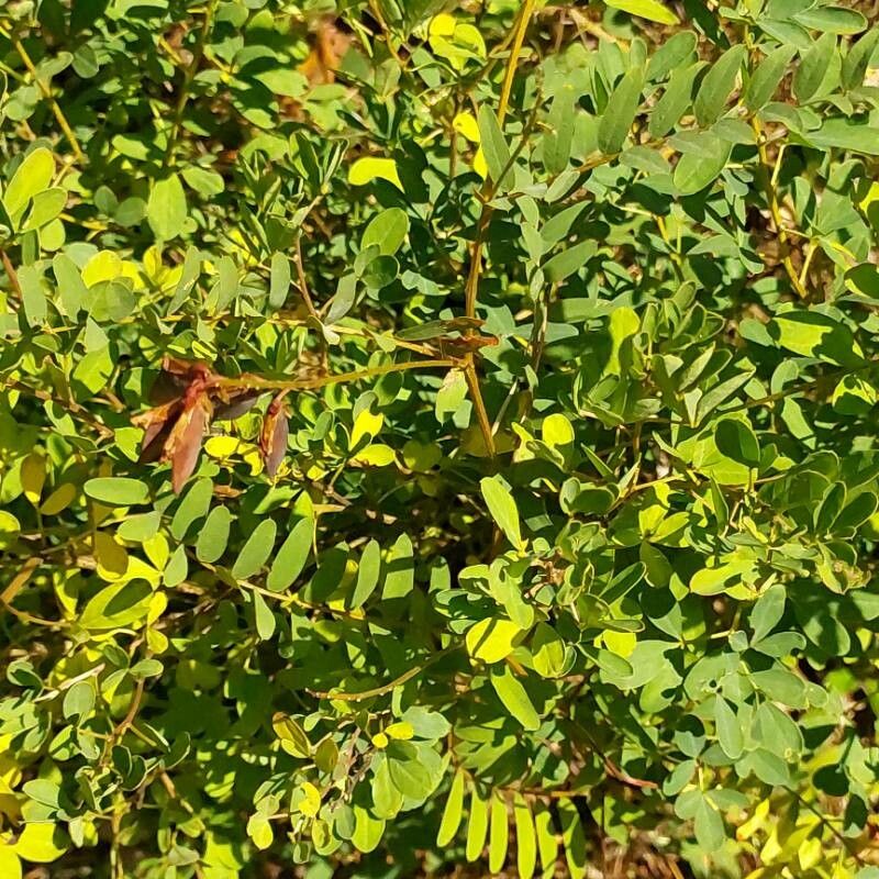Lathyrus niger fruit