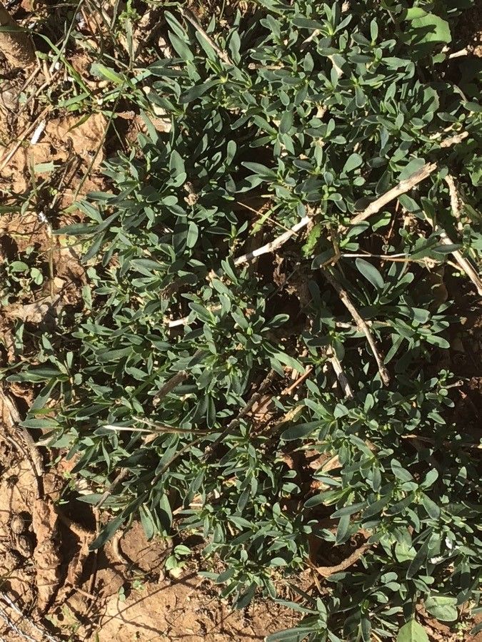 Gypsophila bermejoi — search result for 'Gypsophila'