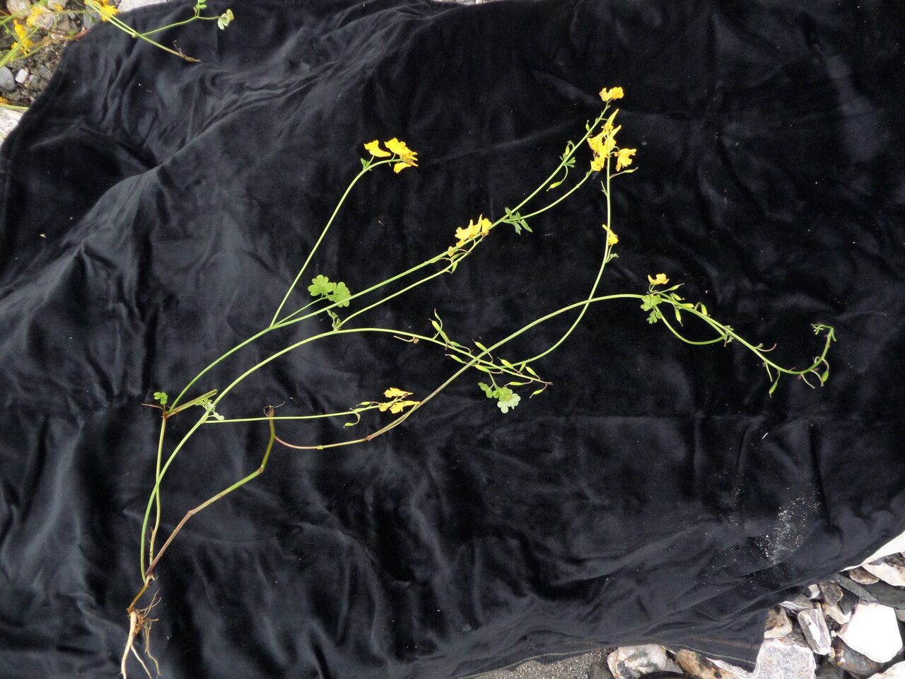 Corydalis calycina habit