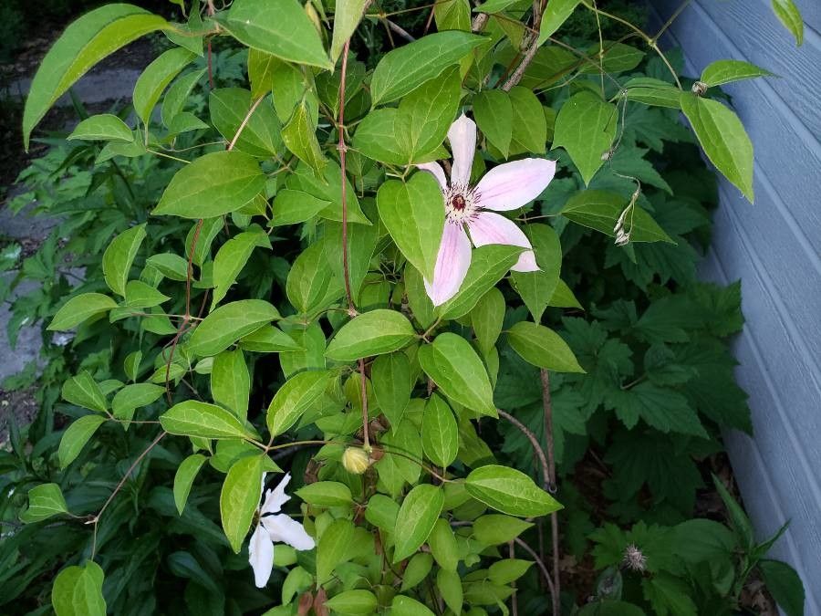 Clematis lanuginosa leaf