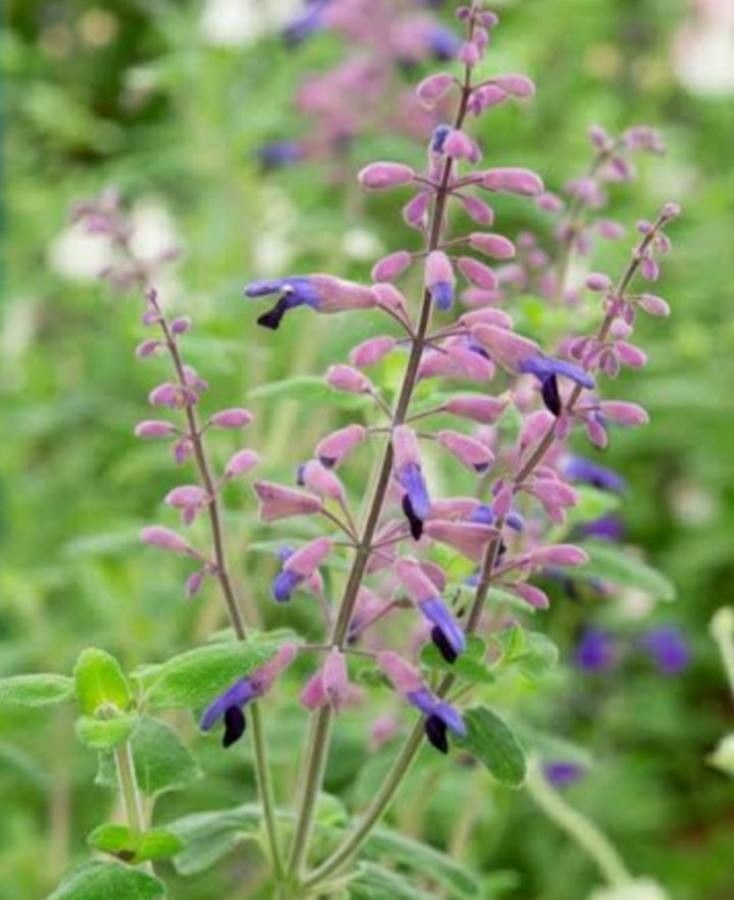 Salvia semiatrata flower