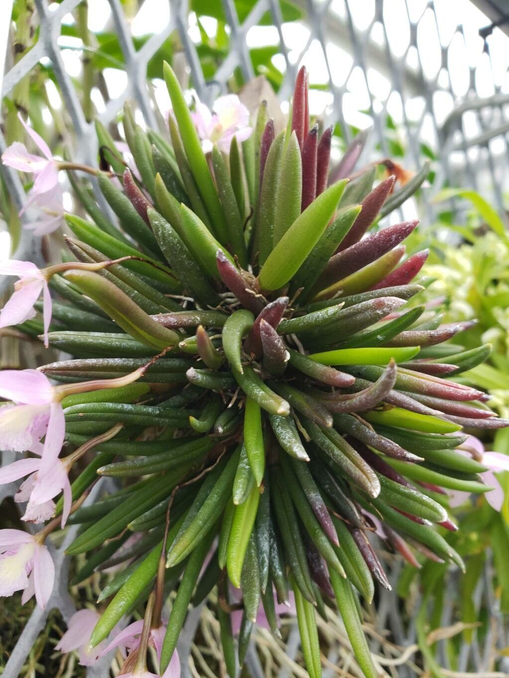 Leptotes harryphillipsii — related species from the same genus