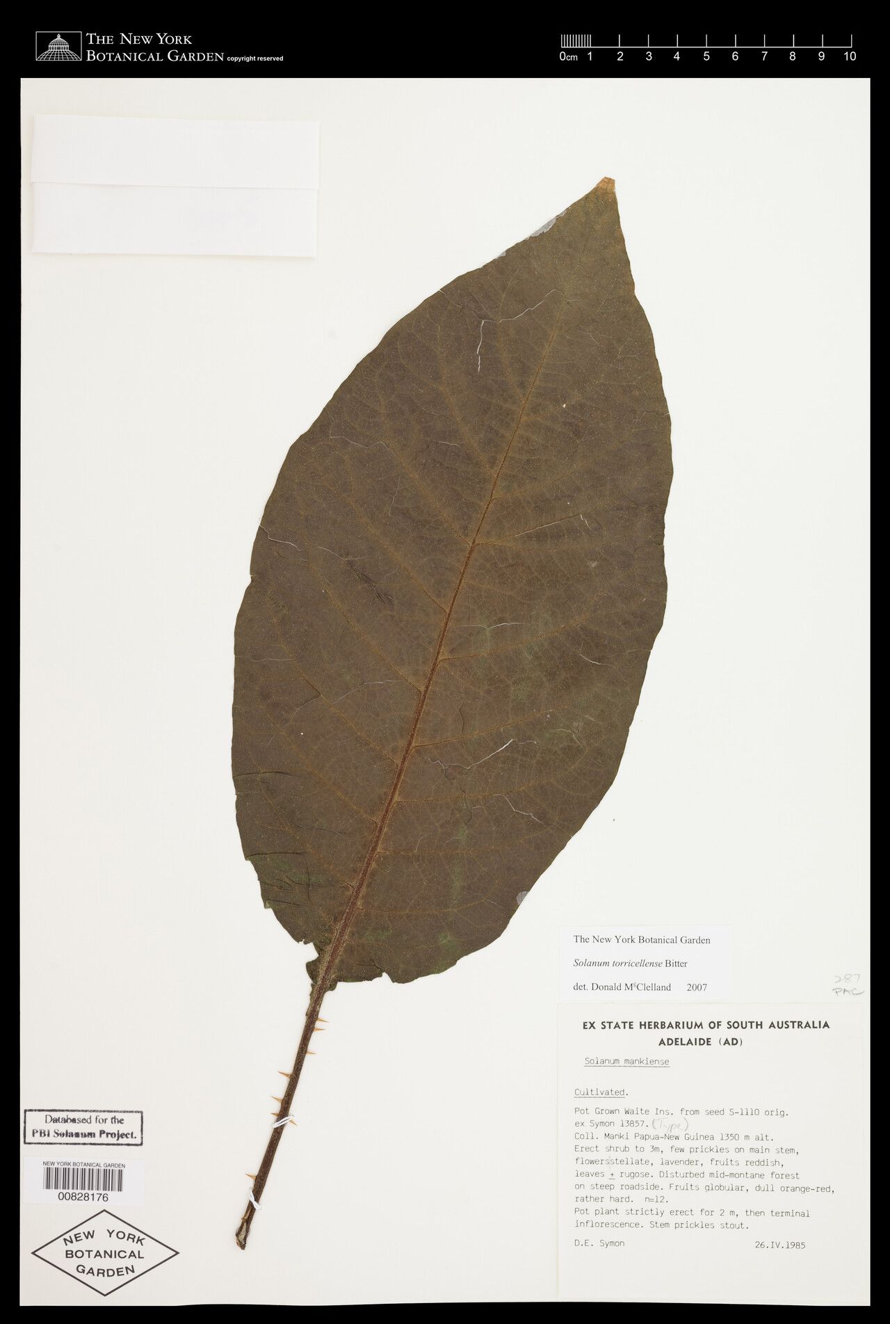 Solanum torricellense — houseplant care guide