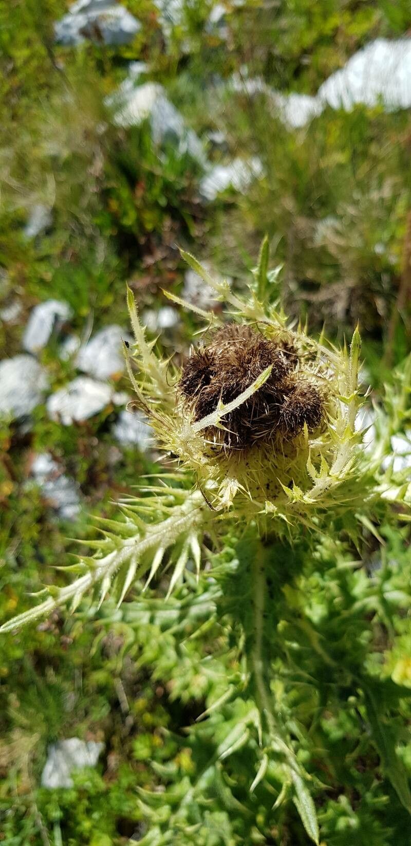 Cirsium spinosissimum fruit