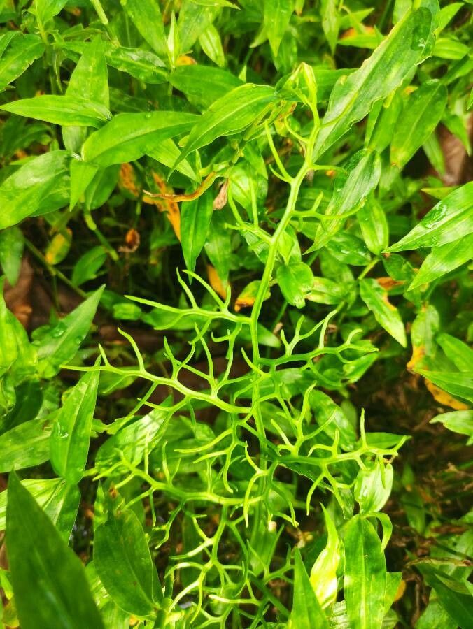Ceratopteris cornuta leaf