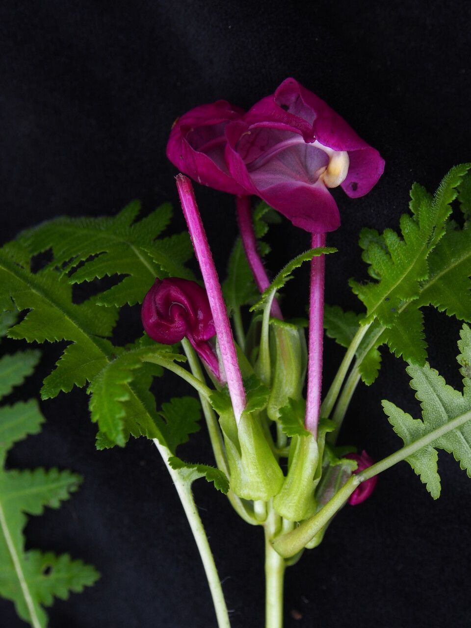 Pedicularis megalantha habit