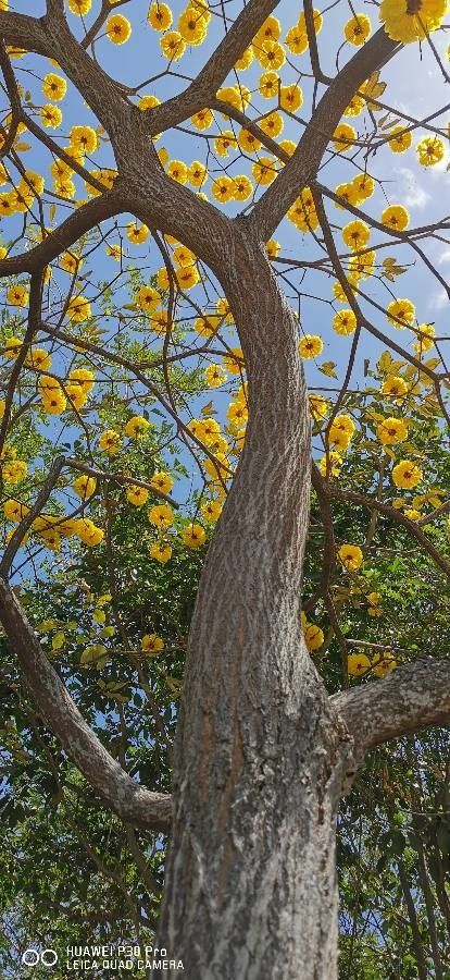 Handroanthus chrysanthus bark