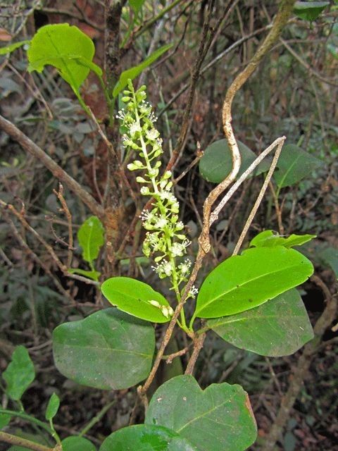 Coccoloba diversifolia habit