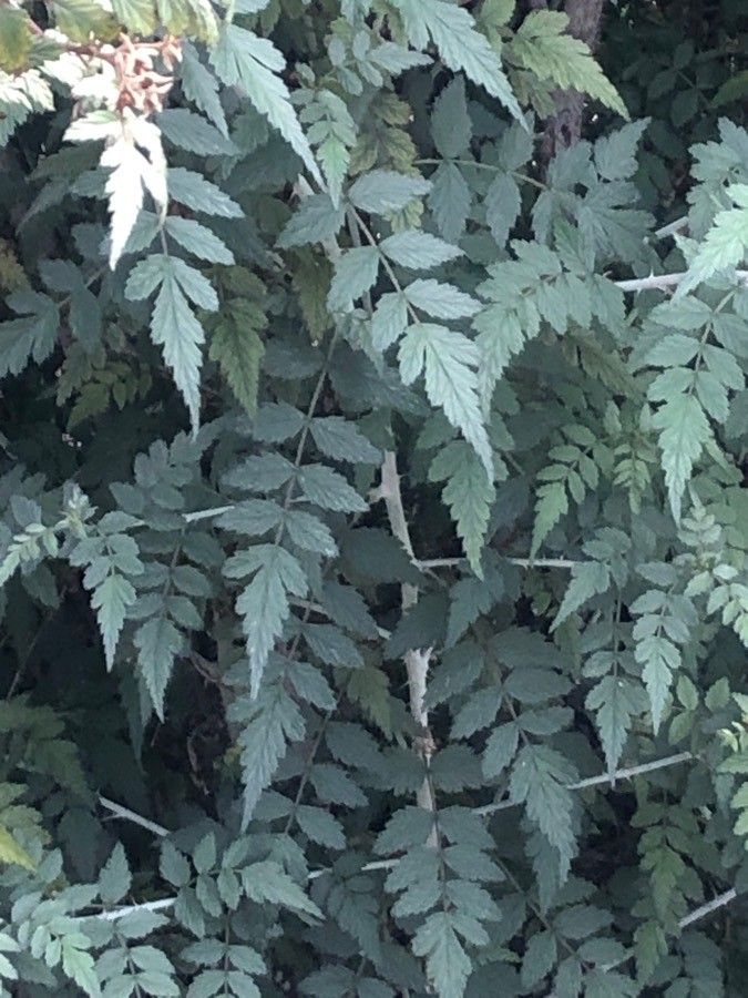 Rubus thibetanus — search result for 'Rubus'